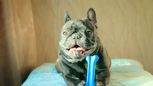 Perro Raza Bulldog Francesa Sostiene Hueso Sus Patas Con Una — Vídeo de stock