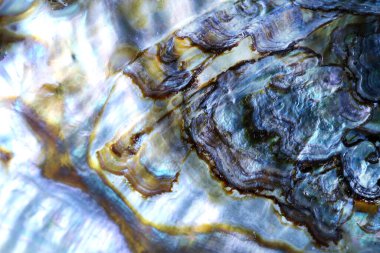 Deniz kabuğunun ayrıntı makrosu. İnanılmaz renkli kabuk ve lüks inci dokusu.