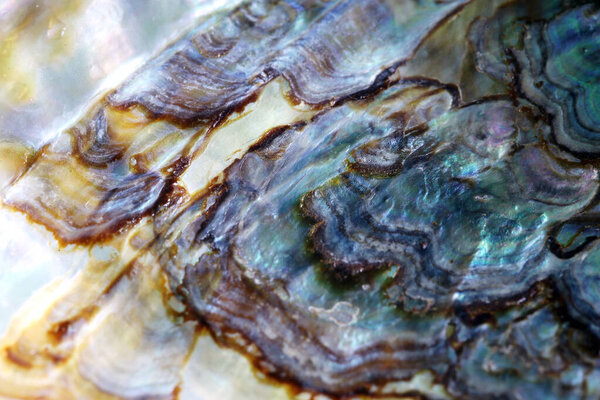 Detail macro of a marine seashell. Amazing colorful shell and luxury pearl texture