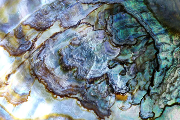Detalhe Macro Uma Concha Marinha Incrível Casca Colorida Textura Pérola Imagem De Stock