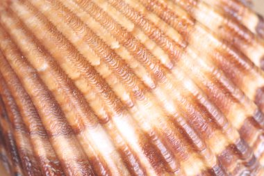 Deniz kabuğunun ayrıntı makrosu