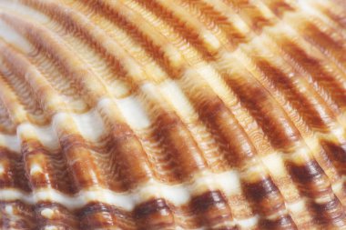 Deniz kabuğunun ayrıntı makrosu