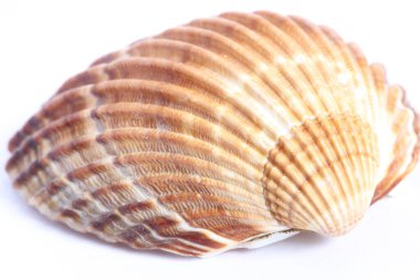 Deniz kabuğunun ayrıntı makrosu