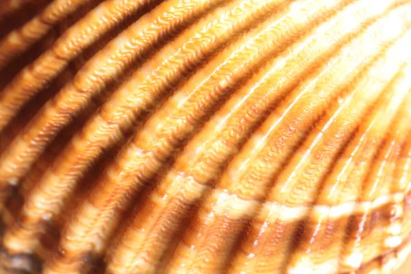 Deniz kabuğunun ayrıntı makrosu