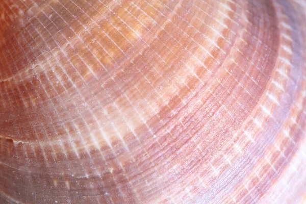 조개껍데기의 매크로를 자세히 살펴봄 — 스톡 사진