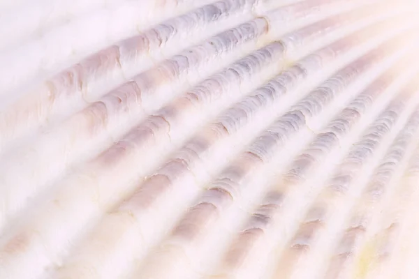 Deniz kabuğunun ayrıntı makrosu