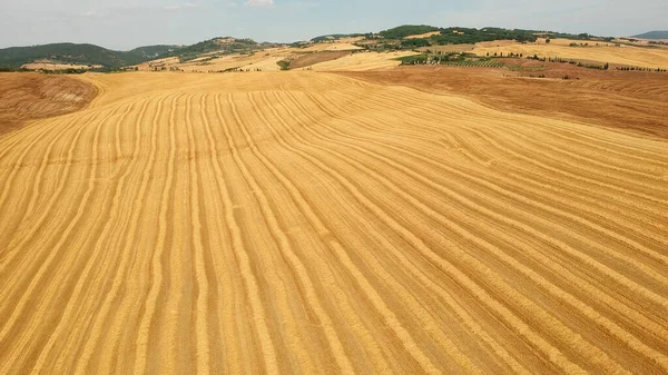 Yazın olgunlaşmış buğday tarlalarıyla İtalyan manzarası ve arka planda tepeler ve dallar. İtalya 'da Toskana manzarası