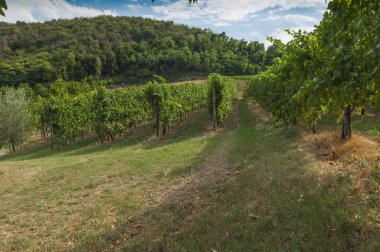 Euganean Hills, İtalya güzel üzüm bağları, yaz. Geç 6 Ağustos 2017 akşamı sırasında alınan.