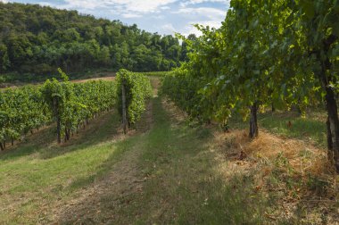 Euganean Hills, İtalya güzel üzüm bağları, yaz. Geç 6 Ağustos 2017 akşamı sırasında alınan.