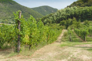 Euganean Hills, İtalya güzel üzüm bağları, yaz. Geç 6 Ağustos 2017 akşamı sırasında alınan.