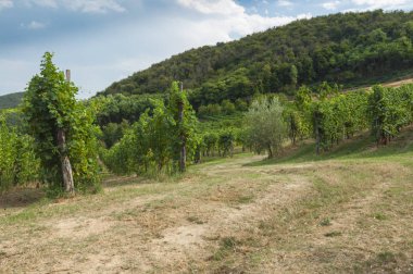 Euganean Hills, İtalya güzel üzüm bağları, yaz. Geç 6 Ağustos 2017 akşamı sırasında alınan.