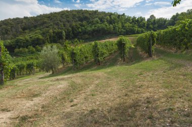 Euganean Hills, İtalya güzel üzüm bağları, yaz. Geç 6 Ağustos 2017 akşamı sırasında alınan.