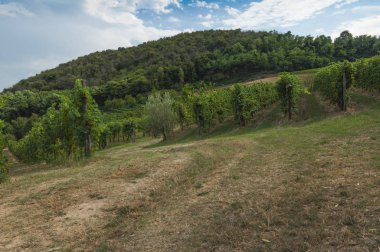 Euganean Hills, İtalya güzel üzüm bağları, yaz. Geç 6 Ağustos 2017 akşamı sırasında alınan.