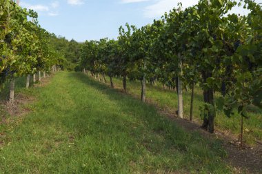 Euganean Hills, İtalya güzel üzüm bağları, yaz. Geç 6 Ağustos 2017 akşamı sırasında alınan.