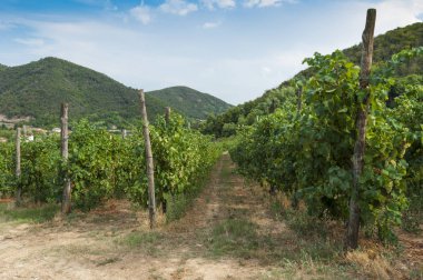 Euganean Hills, İtalya güzel üzüm bağları, yaz. Geç 6 Ağustos 2017 akşamı sırasında alınan.
