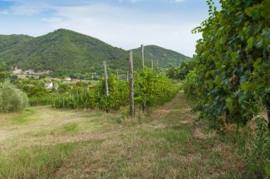 View of vineyards from Euganean hills, Italy during summer clipart