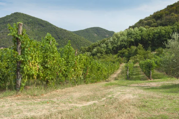 Euganean Hills, İtalya güzel üzüm bağları, yaz. Geç 6 Ağustos 2017 akşamı sırasında alınan.