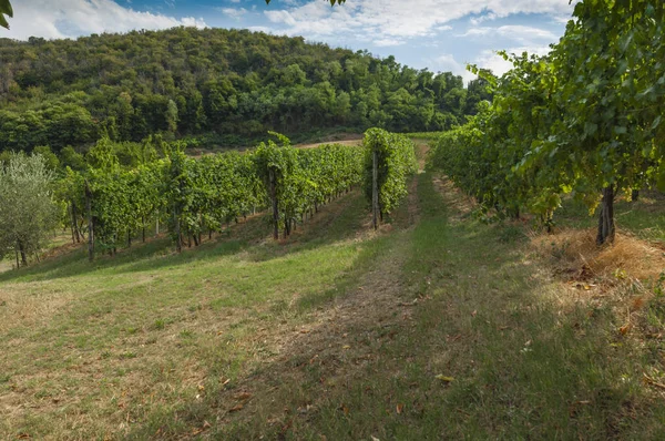 Euganean Hills, İtalya güzel üzüm bağları, yaz. Geç 6 Ağustos 2017 akşamı sırasında alınan.