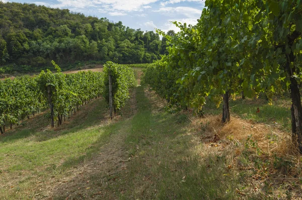 Euganean Hills, İtalya güzel üzüm bağları, yaz. Geç 6 Ağustos 2017 akşamı sırasında alınan.