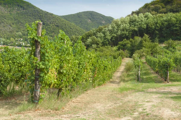 Euganean Hills, İtalya güzel üzüm bağları, yaz. Geç 6 Ağustos 2017 akşamı sırasında alınan.
