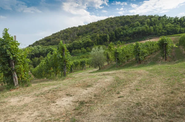 Euganean Hills, İtalya güzel üzüm bağları, yaz. Geç 6 Ağustos 2017 akşamı sırasında alınan.