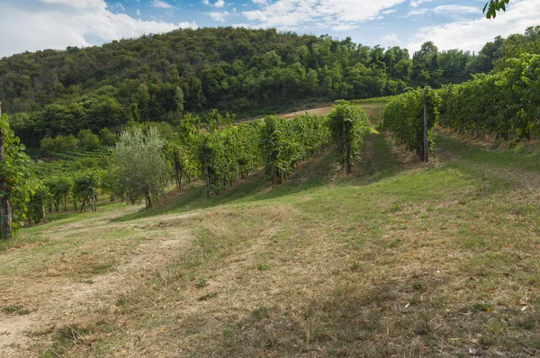 Euganean Hills, İtalya güzel üzüm bağları, yaz. Geç 6 Ağustos 2017 akşamı sırasında alınan.