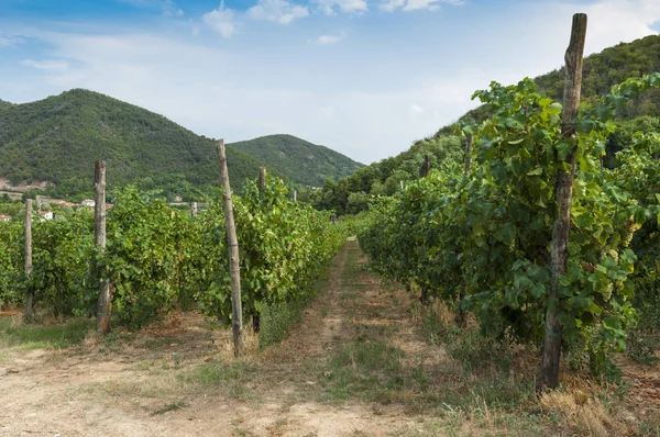 Euganean Hills, İtalya güzel üzüm bağları, yaz. Geç 6 Ağustos 2017 akşamı sırasında alınan.