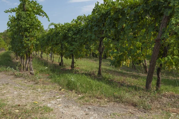 Euganean Hills, üzüm bağları İtalya yaz aylarında görünümünü