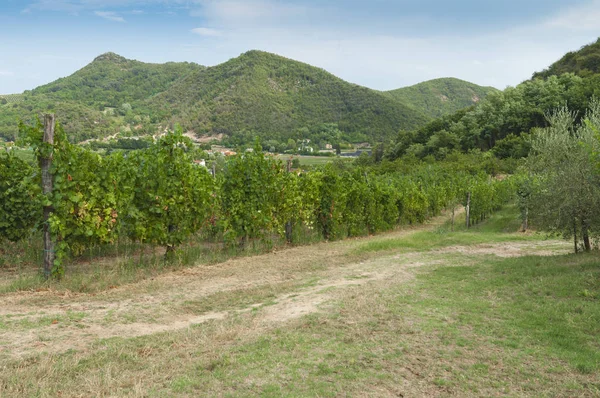 Beaux Vignobles Été Sur Les Collines Euganéennes Italie Pris Fin Photo De Stock