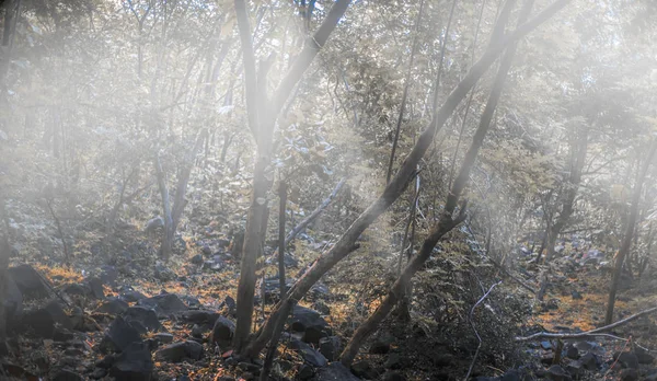 나무의 캐노피를 과그것을 보이는 광선이나 — 스톡 사진