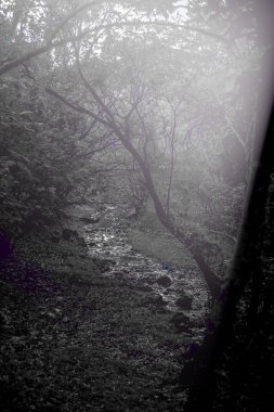 Ağaç tepe örtüsünün manzara görüntüsü ve içinden görülebilen güneş ışığı demeti, Tyndall etkisi.. 