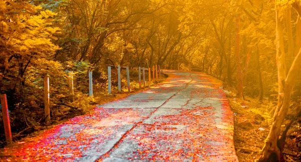 Panoramik çekim, sonbahar düşüşü güzel sonsuz yollar ve gölgelikten gelen bir ışık demeti..