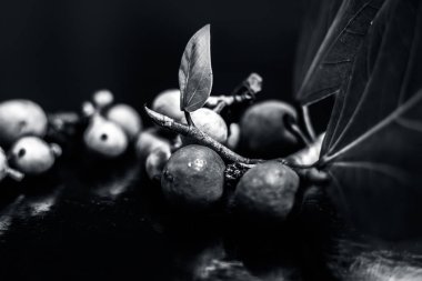 Çiğ banyan ağacının yapraklarıyla birlikte siyah ahşap bir zemin üzerinde bulanık ve odaklanmış arka planla yakın plan görüntüsü..