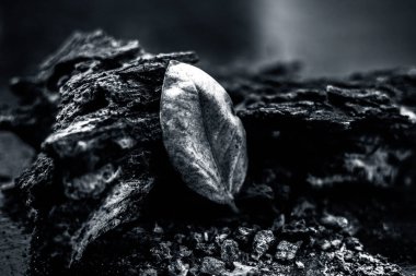 Siyah ahşap yüzeyde Banyan Ağacı Kabuğu ve yanında tek bir kurutulmuş sarı yaprak. Bağışıklık güçlendirici olarak kullanılır. Yatay çekim..