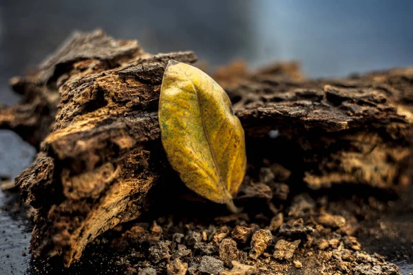 Siyah Ahşap Yüzeyde Banyan Ağacı Kabuğu Yanında Tek Bir Kurutulmuş — Stok fotoğraf