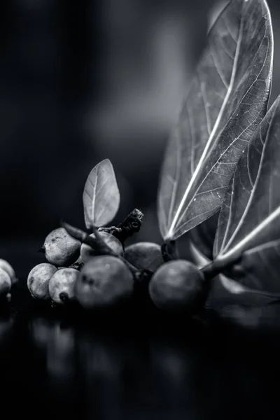 Close Tiro Fruta Banyan Árvore Crua Juntamente Com Suas Folhas — Fotografia de Stock