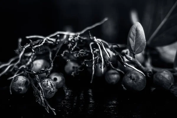 Gros Plan Des Racines Aériennes Coupées Banyan Ainsi Que Ses — Photo