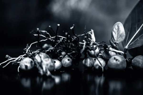 Colpo Vicino Radici Aeree Taglio Albero Banyan Insieme Con Suoi — Foto Stock