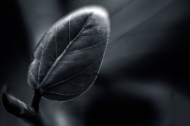 koyu siyah ve beyaz arkaplan.