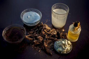 Çiğ ayurvedic bitki chitrak / Plumbago zeylanica kökleri kahverengi renkli parlak yüzey üzerinde biraz tereyağı, ghee veya netleştirilmiş tereyağı, özütü, lor ve bal ile ayurvedic terapide kullanılır..