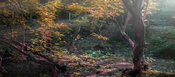 Autumnal Forest Landscape Shot Forest Autumn Time Early Morning — 스톡 사진