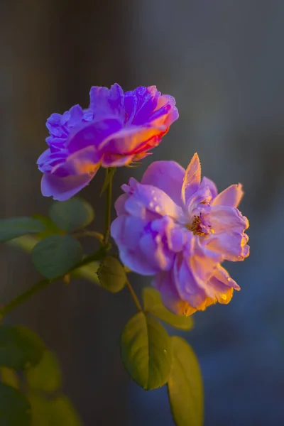 Foto Creativa Par Rosas Arbusto Rosas Color Rosa Planta Concepto — Foto de Stock