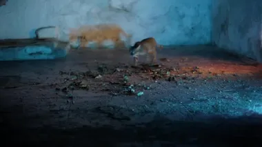 Hollywood tarzı, üzerinde kurumuş yapraklar ve çakıl taşlarıyla dolu kaba zeminde yürüyen evcil bir kedi resmi. Rembrandt ışıklandırma tekniğiyle mavi ve turuncu renkli ışıklar kullanıldı..