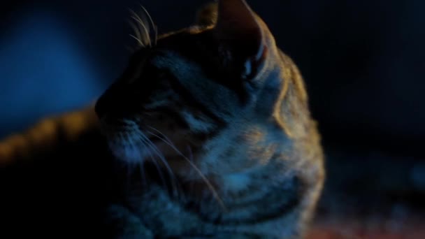 一只毛骨悚然的家猫怒气冲冲地近照一张脸 万圣节猫的表情令人毛骨悚然 — 图库视频影像