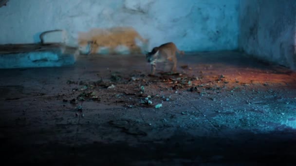 Película Cinematográfica Hollywood Gatos Domésticos Caminando Planta Baja Llena Hojas — Vídeos de Stock