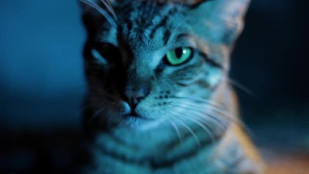 Närbild Skott Ansiktsuttryck Läskig Inhemsk Kattunge Med Ilska Halloween Katt — Stockvideo