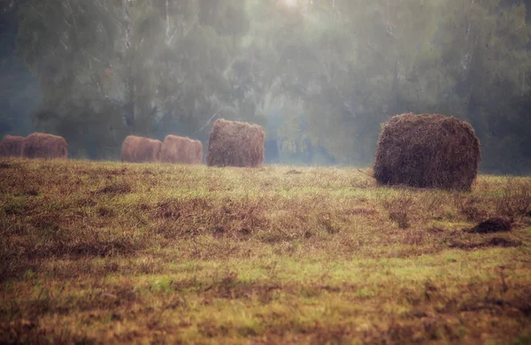Sabah, sis, alan, Samanlık, yaz