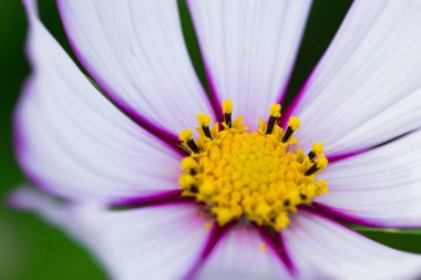 Çok güzel çiçekler, yaz Bahçe, güzel arka plan, çiçek