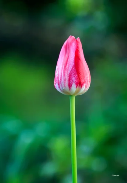 Ogród wiosną, piękne tło, Tulipan, kwiaty — Zdjęcie stockowe