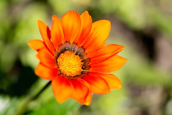 Lindas flores, jardim de verão, belo fundo, flor — Fotografia de Stock